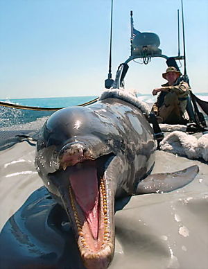 Легенды Крыма. Боевые дельфины Севастополя (2015)