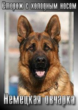 Сторож с холодным носом: Немецкая овчарка / Wachter mit der kalten Schnauze: Der deutsche Schaferhund (1991)