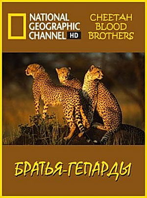 Братья-гепарды / Cheetah Blood Brothers (2007)