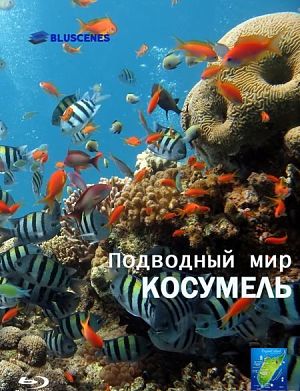 Подводный мир Косумель / BluScenes: Underwater Cozumel (2010)